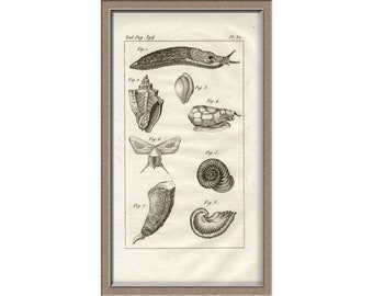 From 1836 - Chromolithograph - Lithograph print of Zoologie (snail - shells)