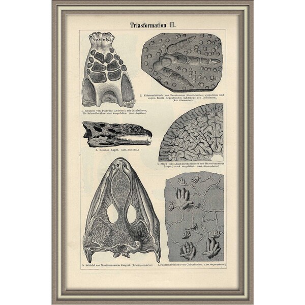 From 1897 - Copper engraving print of PALEONTHOLOGY (Triassic formation)