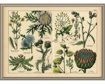 From 1878 - Colored lithograph print of FLOWERS