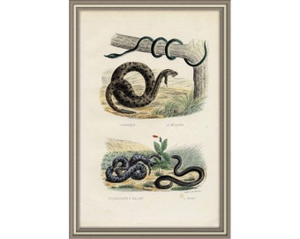 From 1856 - Hand colored lithograph print of SNAKES