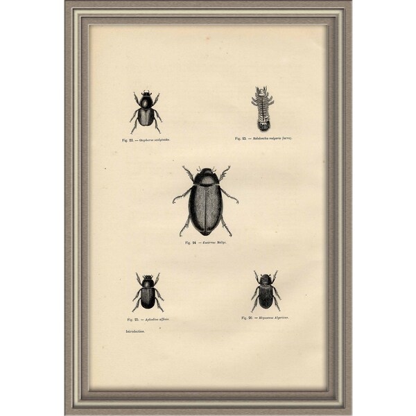 From 1870 - Copper engraving print of COLEOPTERES (Insects)