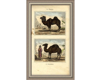 From 1860 - Hand colored lithograph print of a Camel and a Dromedary