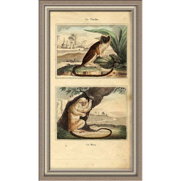 From 1860 - Hand colored lithograph print of Monkeys (Pinche / Mico)