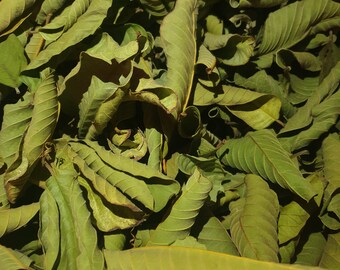 Dried Organic Guava Leaves