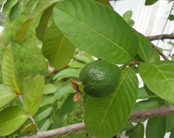 Dried Organic Guava Leaves