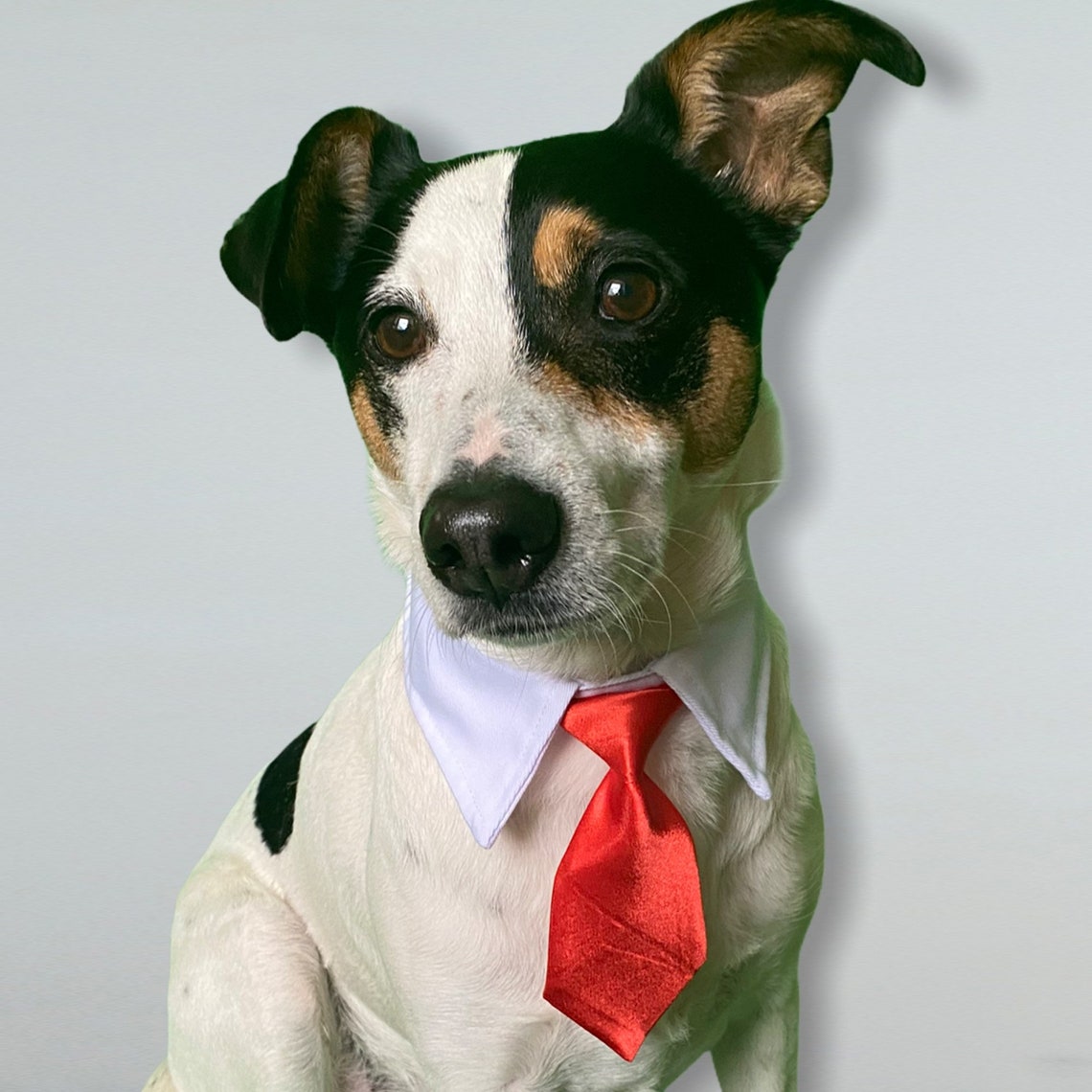 Dog Shirt Formal Tie Dog Collar and Tie Tuxedo Wedding Etsy