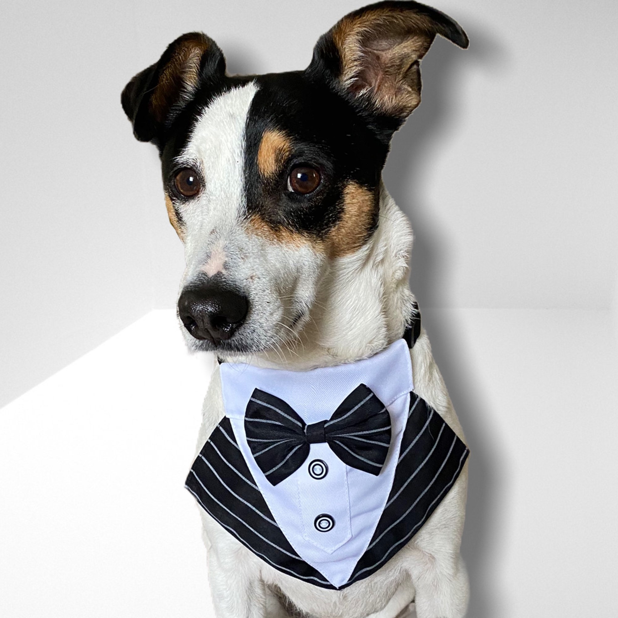 Hunde Tuxedo Formale Hochzeitskleidung für Hunde oder ...