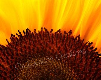 Sunflower Blossom Closeup Detail, Fine Art Prints, Flower Photography, Macro Photography, Wall Art, Nature Photography