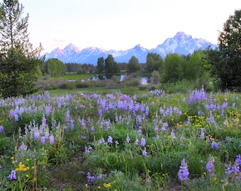 Wildflower Meadow, Sunset, Grand Tetons, Jackson Hole WY, Lavender, Green, Wall Art, Nature Photography, Gifts, Office Decor, Home Decor