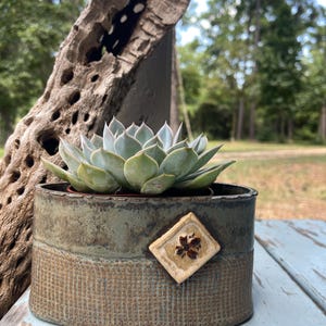 May include: A succulent plant with pale green, pointed leaves sits in an oval ceramic planter. The planter features a dark green upper band, a textured brown lower section, and a small, cream-coloured diamond-shaped accent with a brown floral design.