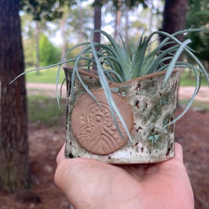 May include: A small, cylindrical ceramic planter with a mottled green and white glaze. The exterior features a circular, unglazed clay medallion embossed with a stylized sun or floral pattern. A spiky, light green air plant sits inside the pot.