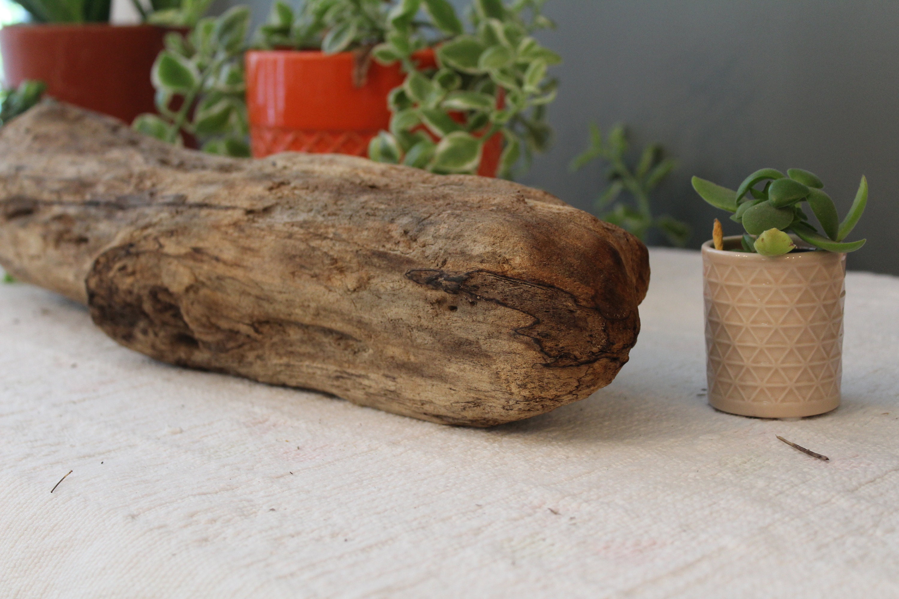 18 Driftwood Log / MediumLarge Drift Wood Piece / Etsy