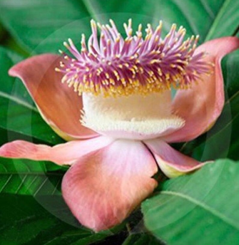 Scented Candle Black Wax Soy Candles Black Soy Candles Extra Large