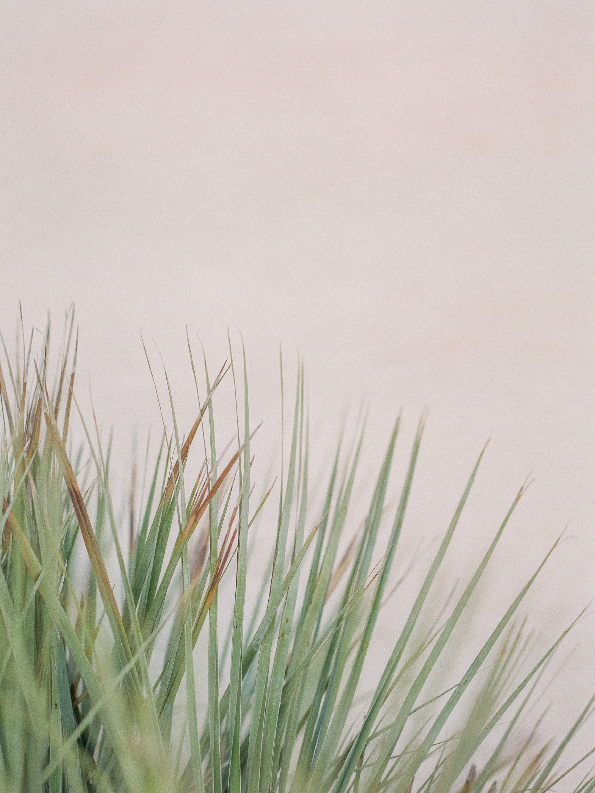 Tropical Wall Art Tropical Plant Photograph Tropical Art Etsy