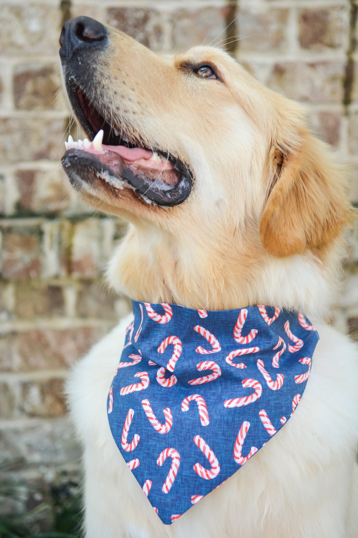 Verdrehte Pfefferminze Weihnachten Slip auf Hund Bandana Etsy