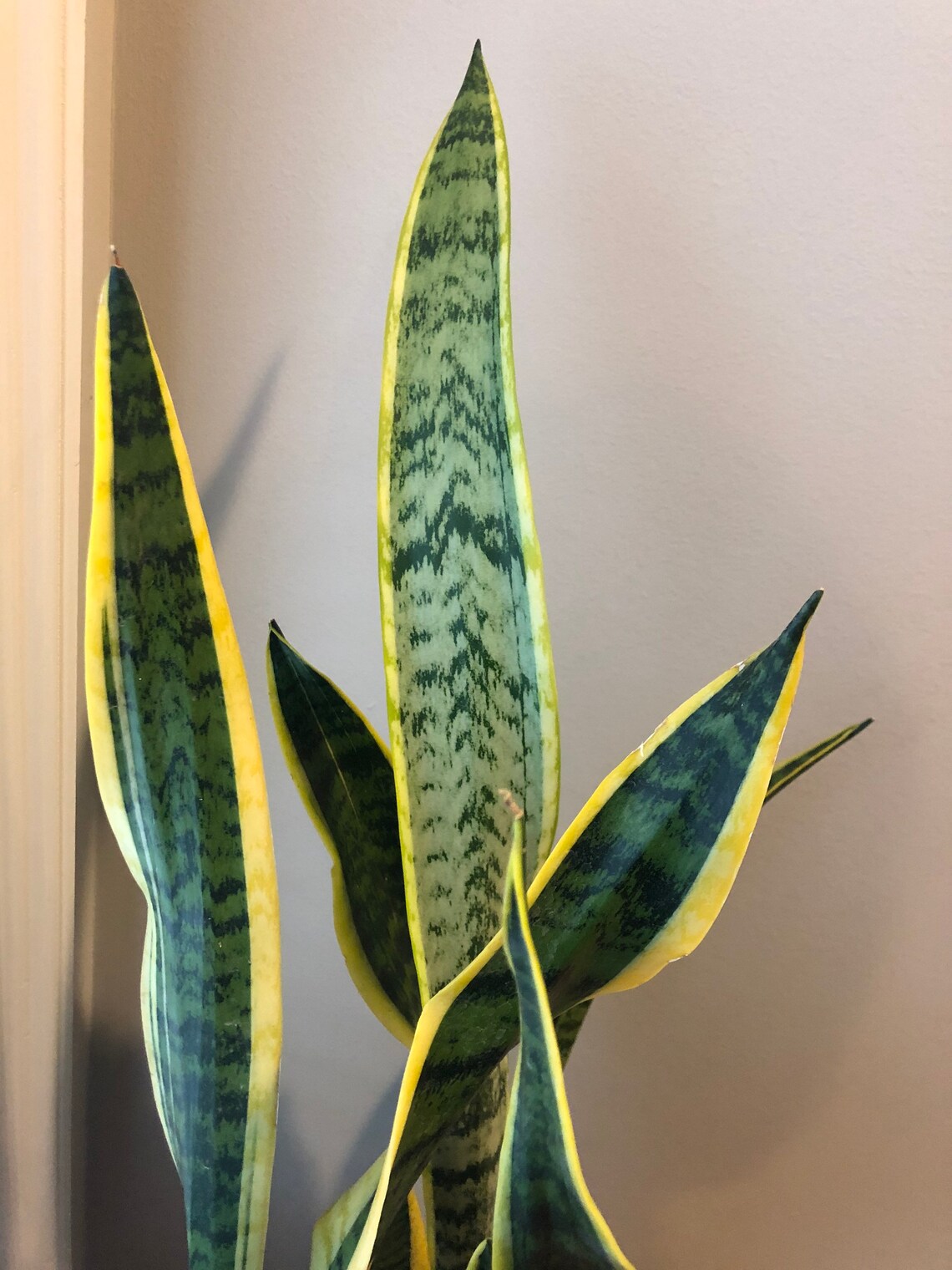 Snake Plant cutting Sansevieria Trifasciata Laurentii Etsy