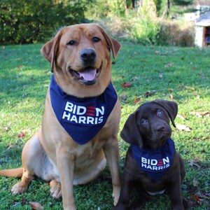 Puede incluir: Dos perros Labrador Retriever que llevan bandanas azules con el texto "BIDEN HARRIS" impreso en blanco. El perro de la izquierda es marr&oacute;n y el perro de la derecha es marr&oacute;n chocolate. Ambos perros est&aacute;n sentados en un c&eacute;sped verde.