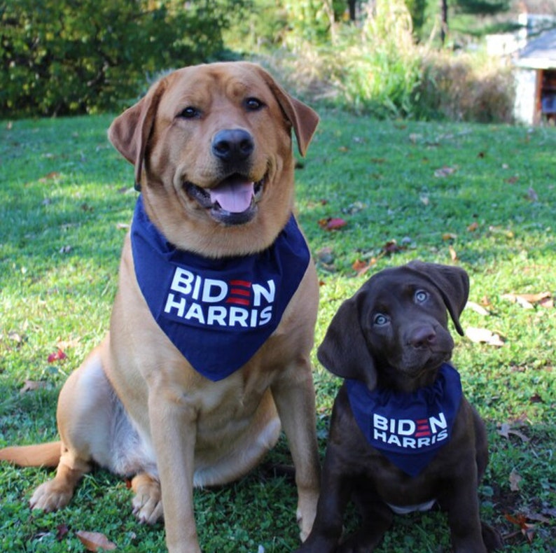 Puede incluir: Dos perros Labrador Retriever que llevan bandanas azules con el texto "BIDEN HARRIS" impreso en blanco. El perro de la izquierda es marr&oacute;n y el perro de la derecha es marr&oacute;n chocolate. Ambos perros est&aacute;n sentados en un c&eacute;sped verde.