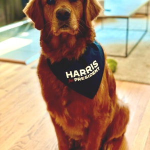 Puede incluir: Un perro golden retriever con una bandana azul con el texto "HARRIS for PRESIDENT" en blanco.