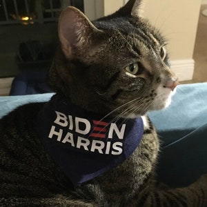 Puede incluir: Un gato atigrado con una bandana azul con el texto "BIDEN HARRIS" en letras blancas y rayas rojas.