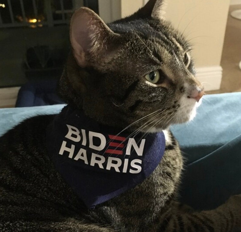 Puede incluir: Un gato atigrado con una bandana azul con el texto "BIDEN HARRIS" en letras blancas y rayas rojas.