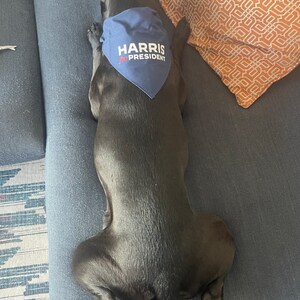 Puede incluir: Un perro negro con un pa&ntilde;uelo azul con el texto "HARRIS for PRESIDENT" en un sof&aacute; gris.
