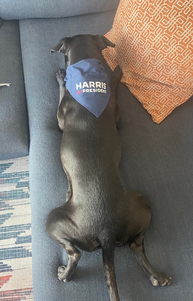 Puede incluir: Un perro negro con un pa&ntilde;uelo azul con el texto "HARRIS for PRESIDENT" en un sof&aacute; gris.