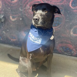 Puede incluir: Un perro negro con un pa&ntilde;uelo azul con el texto "HARRIS PRESIDENT" en blanco. El perro est&aacute; sentado en una superficie de concreto frente a una pared colorida.