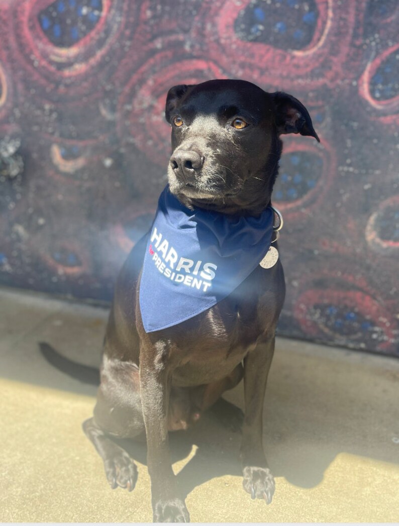 Puede incluir: Un perro negro con un pa&ntilde;uelo azul con el texto "HARRIS PRESIDENT" en blanco. El perro est&aacute; sentado en una superficie de concreto frente a una pared colorida.