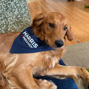 Puede incluir: Un perro golden retriever con un pa&ntilde;uelo azul con el texto "HARRIS for PRESIDENT" impreso en blanco.