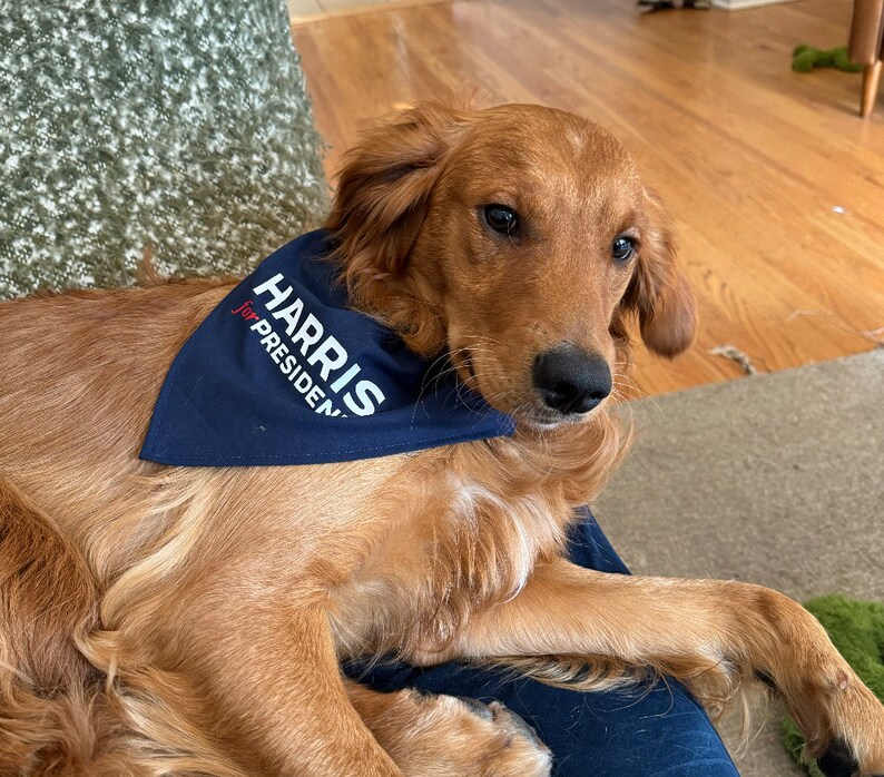 Puede incluir: Un perro golden retriever con un pa&ntilde;uelo azul con el texto "HARRIS for PRESIDENT" impreso en blanco.