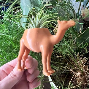 May include: A terracotta-colored camel planter with a small air plant growing inside. The camel is standing on a green surface.