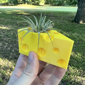 May include: A yellow cheese-shaped planter with holes, holding a small green air plant.