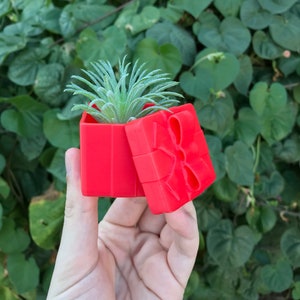 May include: A small red gift box with a green succulent plant inside. The box is open and the lid is propped up behind the plant.
