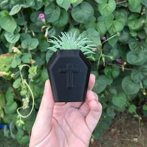 May include: A small black coffin-shaped planter with a cross design, holding a green succulent plant.