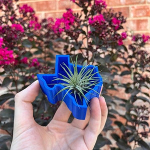 May include: A blue plastic planter shaped like the state of Texas, holding a small green air plant.