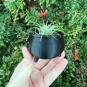 May include: A small black cauldron planter with a green air plant growing inside. The cauldron has three short legs and is held in a hand.