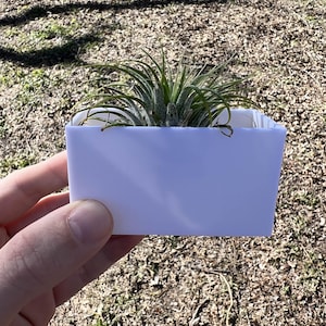 May include: A small, white, rectangular planter with a green air plant growing inside. The planter is being held by a hand.