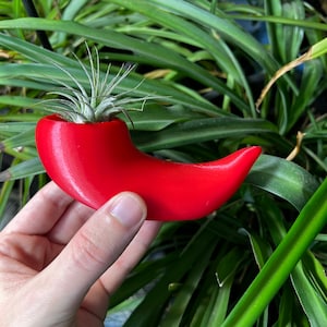 May include: A red ceramic chili pepper planter with a small air plant growing inside. The planter is being held by a hand.