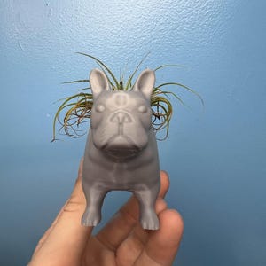 May include: A gray, 3D-printed planter shaped like a French bulldog. The planter holds a small air plant with long, green leaves. The dog planter is held in a hand against a blue background.