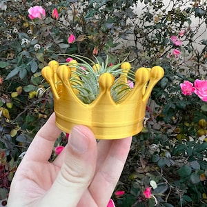 May include: A gold-colored plastic crown planter with a small air plant growing inside. The crown planter is being held in a person's hand.