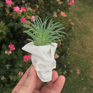 May include: White ceramic skull planter with a small green air plant growing inside. The skull is wearing a white pirate hat.