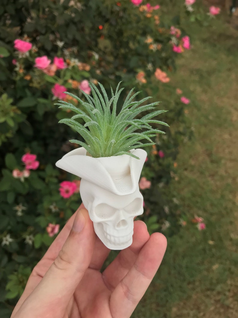May include: White ceramic skull planter with a small green air plant growing inside. The skull is wearing a white pirate hat.