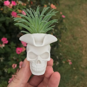 May include: White skull planter with a small green succulent plant growing out of the top. The skull is wearing a white pirate hat.