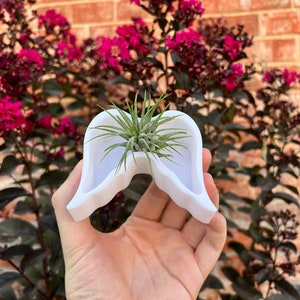 May include: White ceramic planter shaped like a pair of angel wings, holding a small air plant.