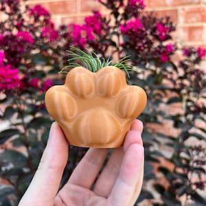 May include: A small, brown, paw-shaped planter with a green air plant growing inside. The planter is being held in a person's hand.