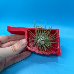 May include: A red 3D printed planter shaped like the state of Oklahoma, with a small air plant growing inside.