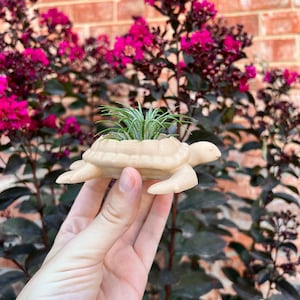 3D Printed Sea Turtle Succulent Planter with Drainage - Modern Indoor Air Plant Holder Home Decor Gift