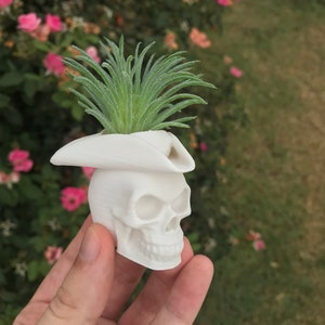 May include: White skull planter with a small green succulent plant growing out of the top. The skull is wearing a white pirate hat.