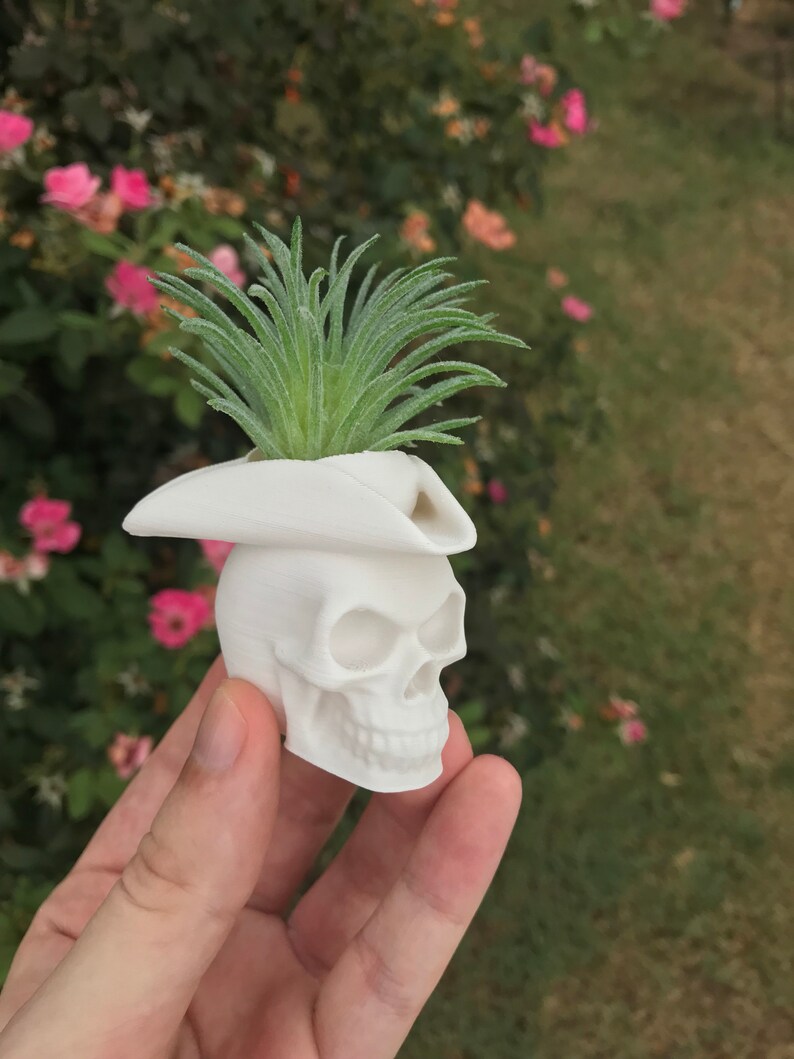 May include: White skull planter with a small green succulent plant growing out of the top. The skull is wearing a white pirate hat.